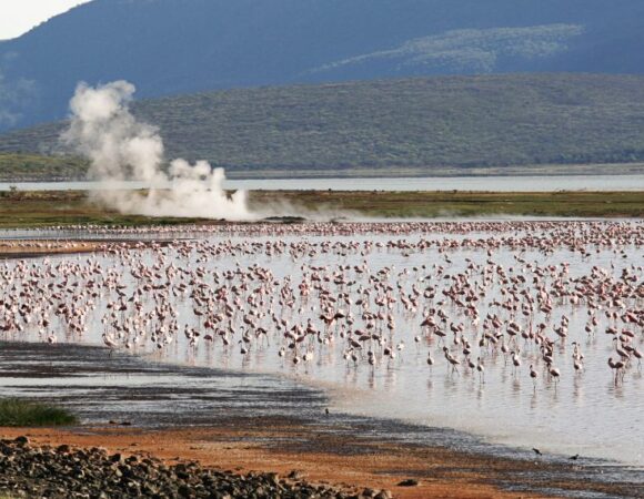 3 Days 2 Nights The Great Lakes of Kenya Safari From Nairobi
