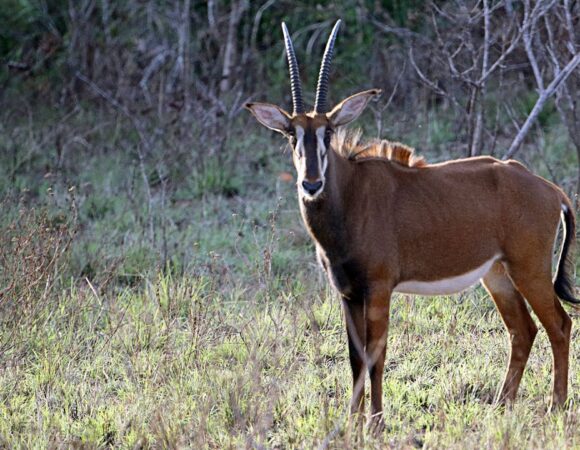 Shimba Hills National Reserve Day Tour